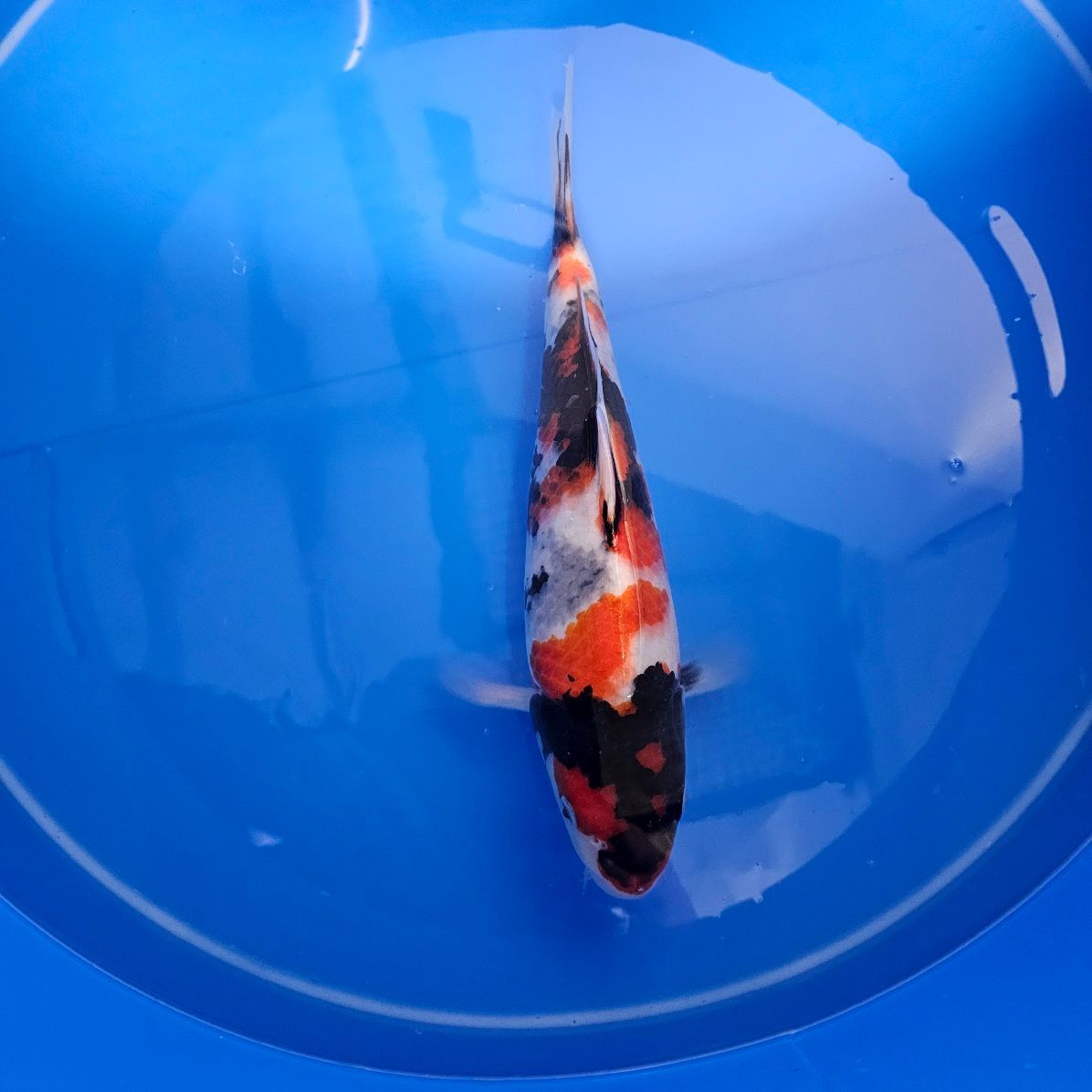 HQ Showa Izumiya Koifarm Nisai 34 cm + Einzelzertifikat (202511027) HQ Showa Izumiya Koifarm Nisai 34 cm + Einzelzertifikat (202511027)