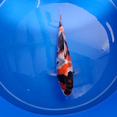 HQ Showa Izumiya Koifarm Nisai 34 cm + Einzelzertifikat (202511027) HQ Showa Izumiya Koifarm Nisai 34 cm + Einzelzertifikat (202511027)