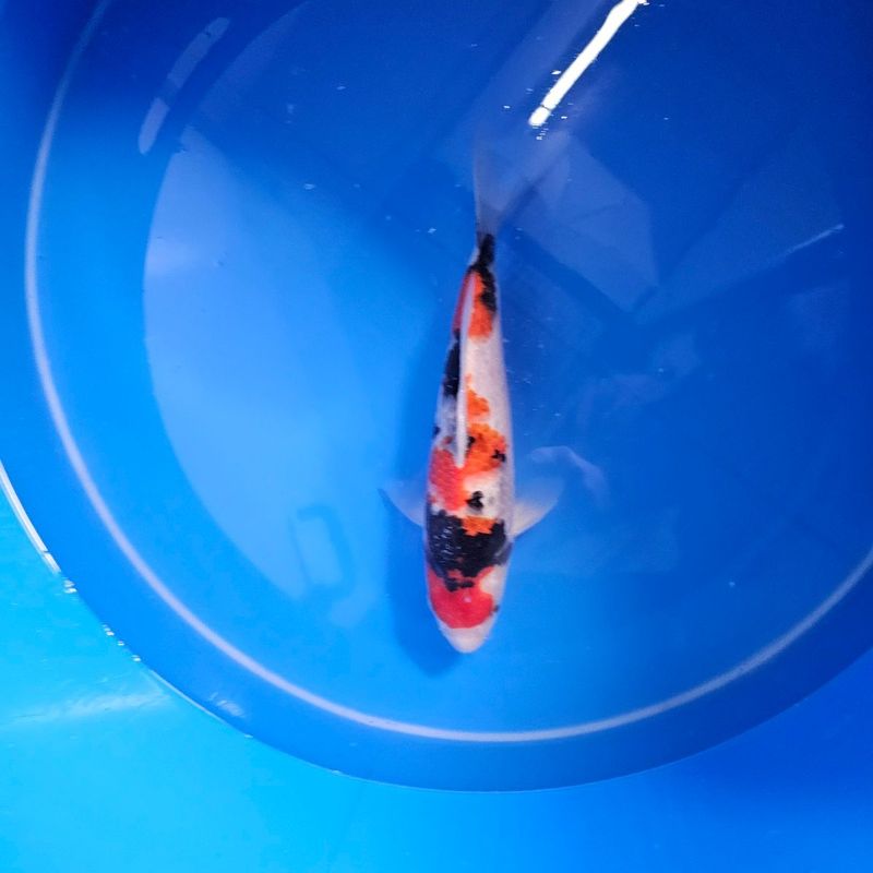 HQ Showa Nisai Izumiya Koifarm + Zertifikat (202511028) HQ Showa Nisai Izumiya Koifarm + Zertifikat (202511028)