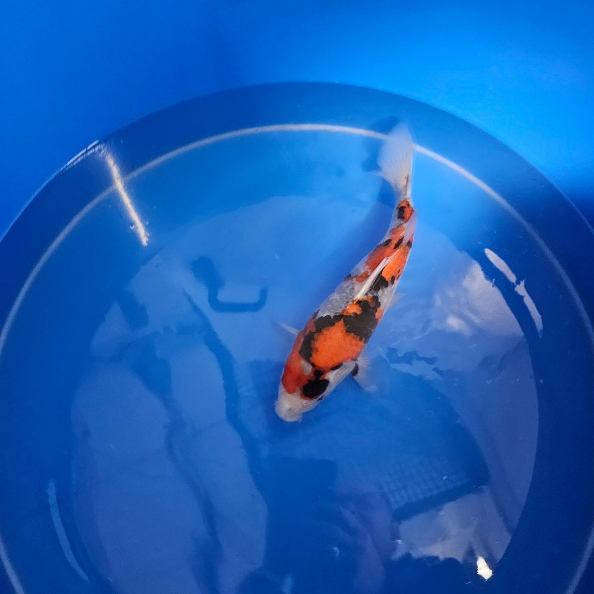 Showa HQ Izumiya Koifarm Nisai 31 cm + Zertifikat (202511029) Showa HQ Izumiya Koifarm Nisai 31 cm + Zertifikat (202511029)