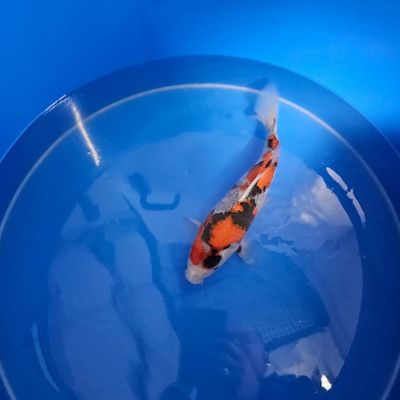 Showa HQ Izumiya Koifarm Nisai 31 cm + Zertifikat (202511029) Showa HQ Izumiya Koifarm Nisai 31 cm + Zertifikat (202511029)