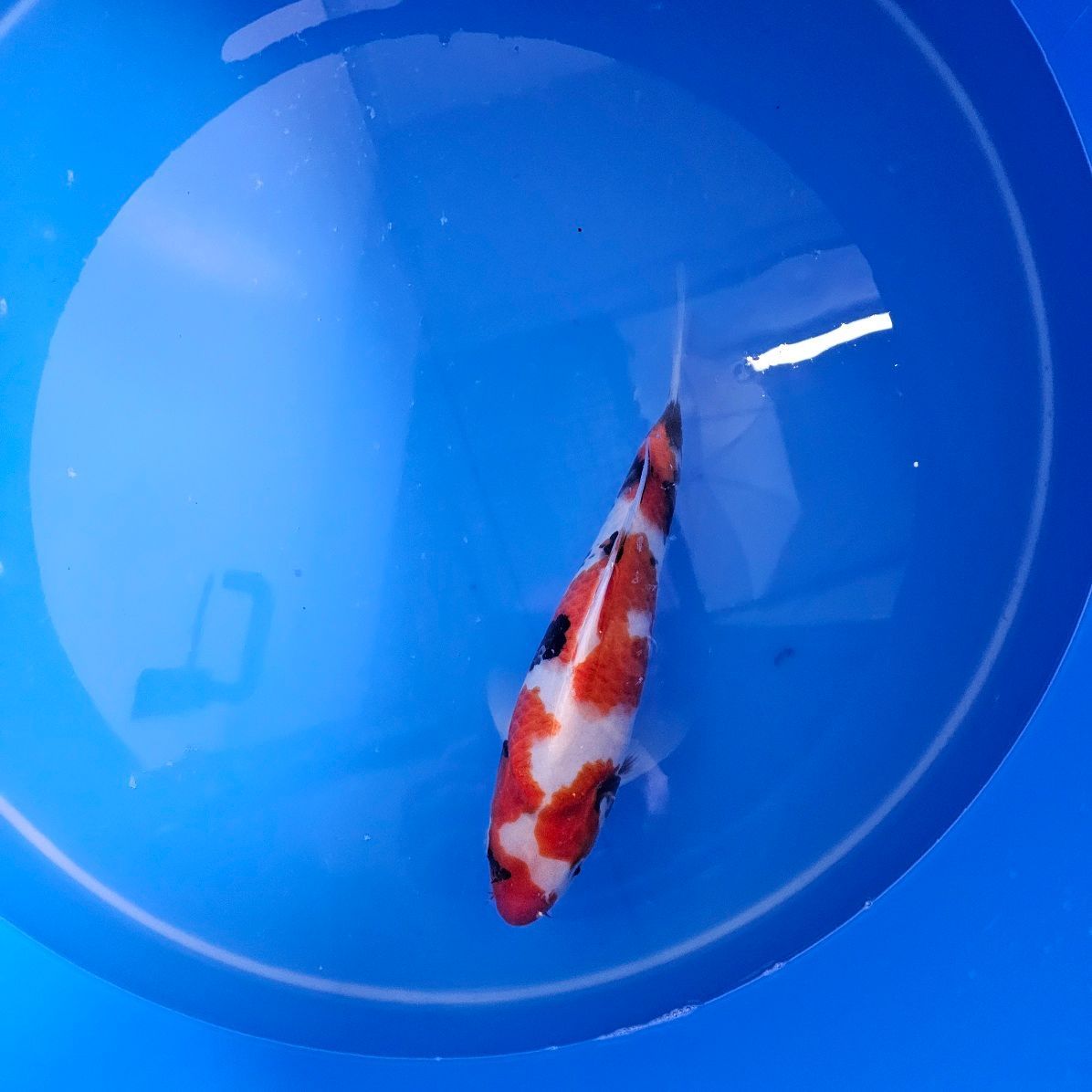 HQ Showa Nisai Izumiya Koifarm (202511030) HQ Showa Nisai Izumiya Koifarm (202511030)