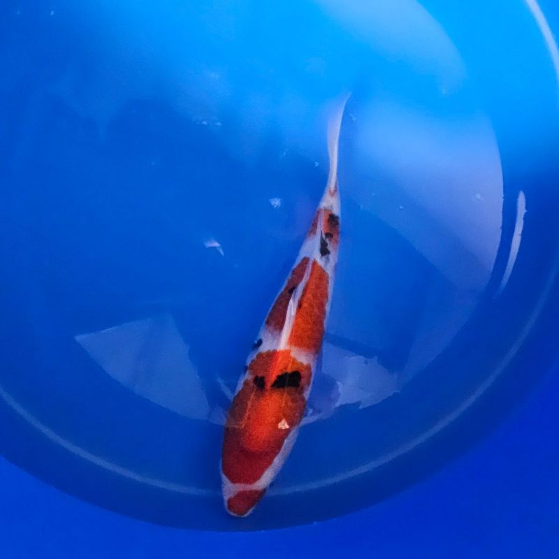 HQ Sanke Izumiya Koifarm Nisai 35 cm + Zertifikat (202511031) HQ Sanke Izumiya Koifarm Nisai 35 cm + Zertifikat (202511031)
