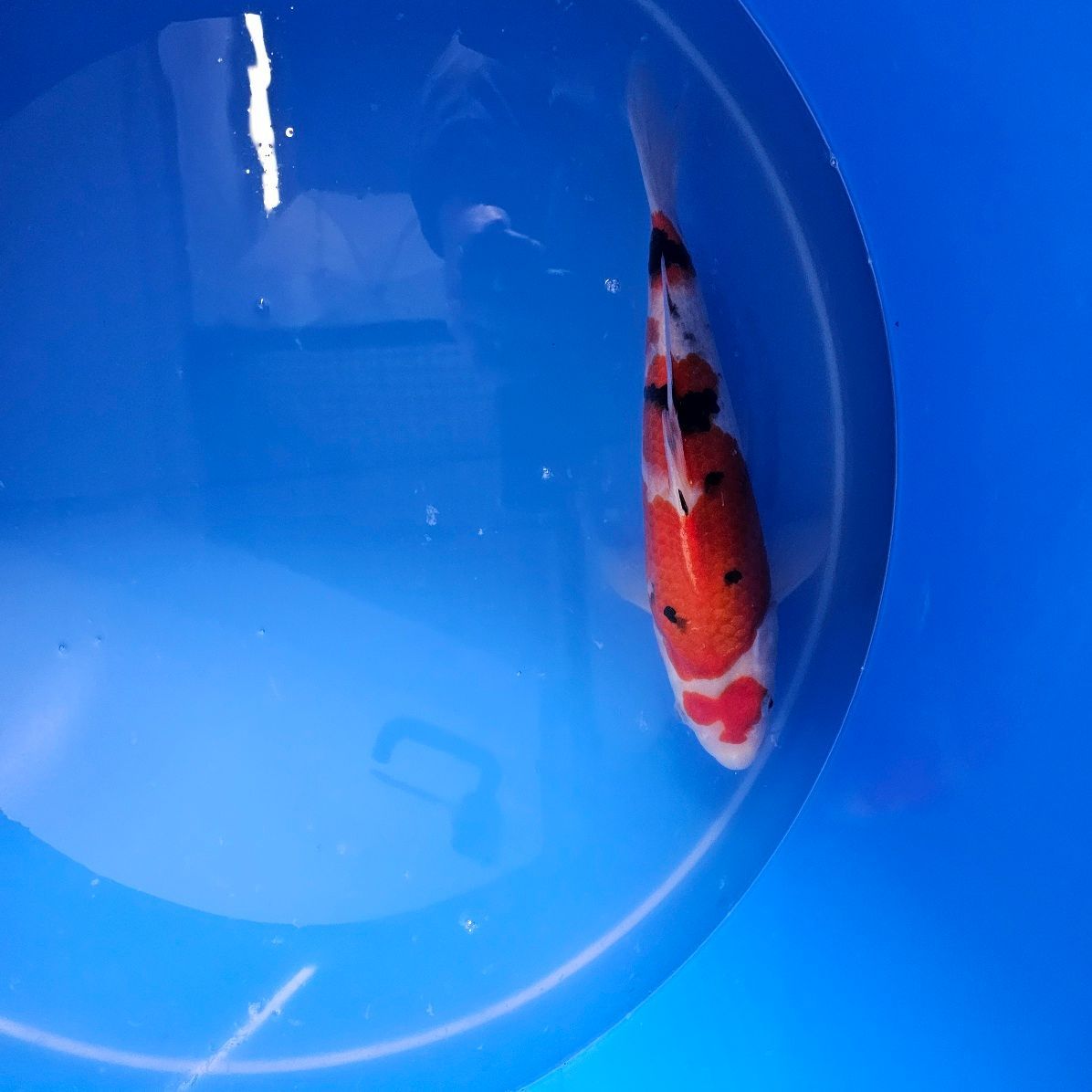 HQ Sanke Nisai Izumiya Koifarm + Zertifikat (202511032) HQ Sanke Nisai Izumiya Koifarm + Zertifikat (202511032)