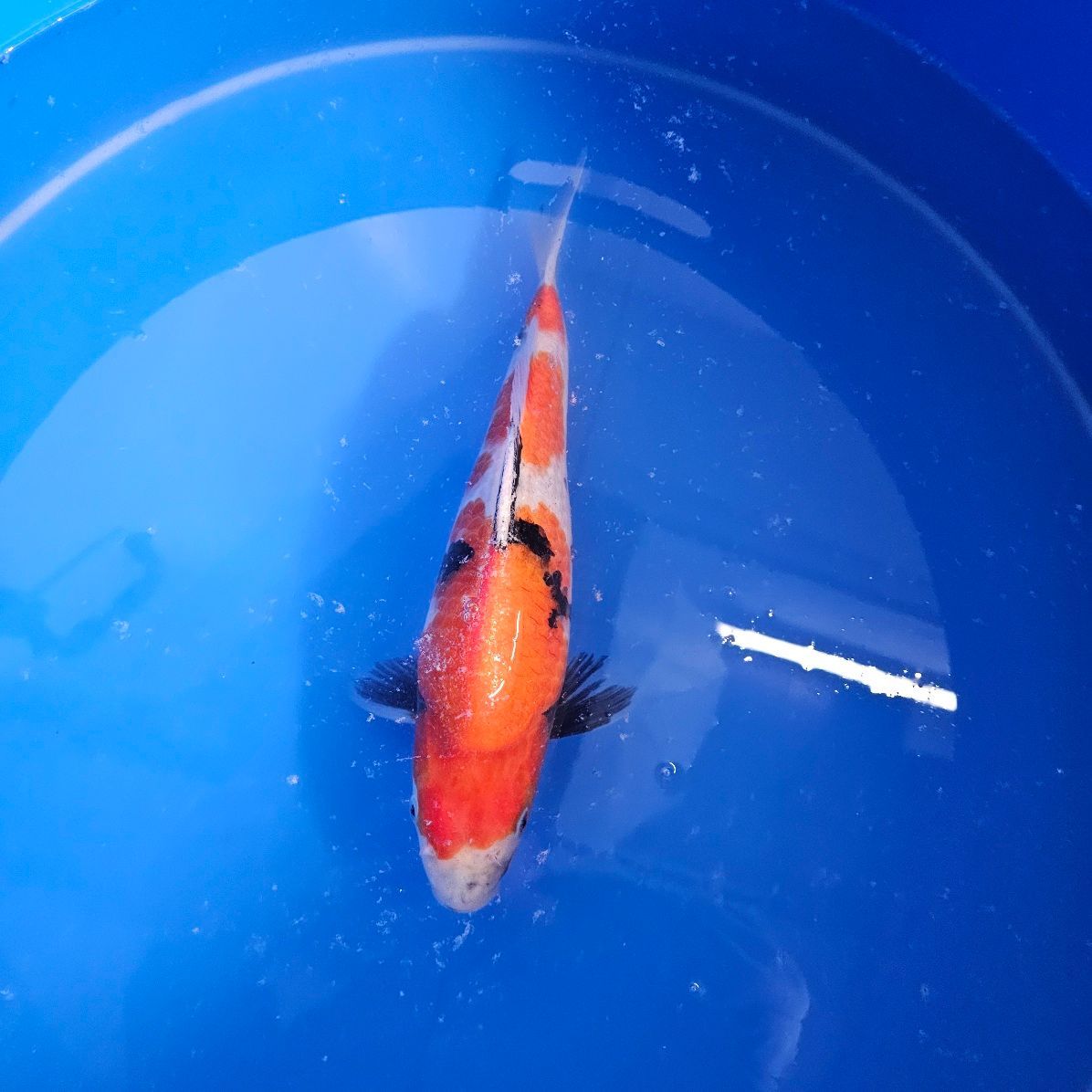 HQ Showa Nisai 31 cm Izumiya Koifarm + Zertifikat (202511033) HQ Showa Nisai 31 cm Izumiya Koifarm + Zertifikat (202511033)