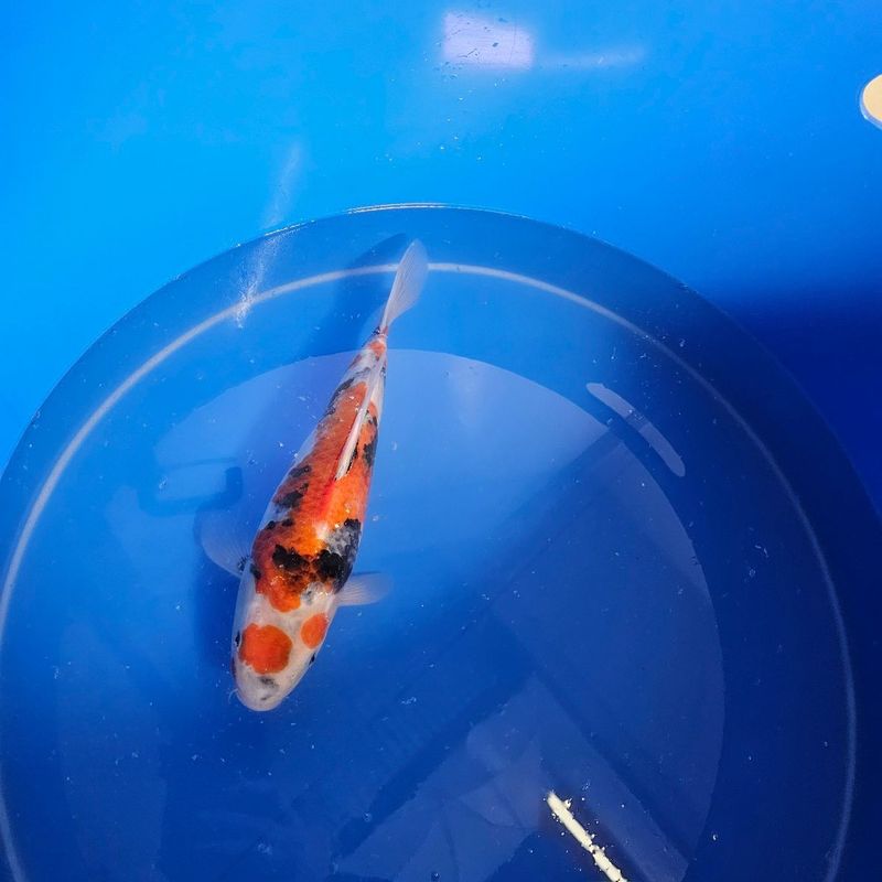 HQ Showa Izumiya Nisai 34 cm + Zertifikat (202511034) HQ Showa Izumiya Nisai 34 cm + Zertifikat (202511034)