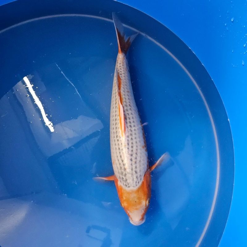 Asagi Nisai Yagenji 51 cm (202512036)