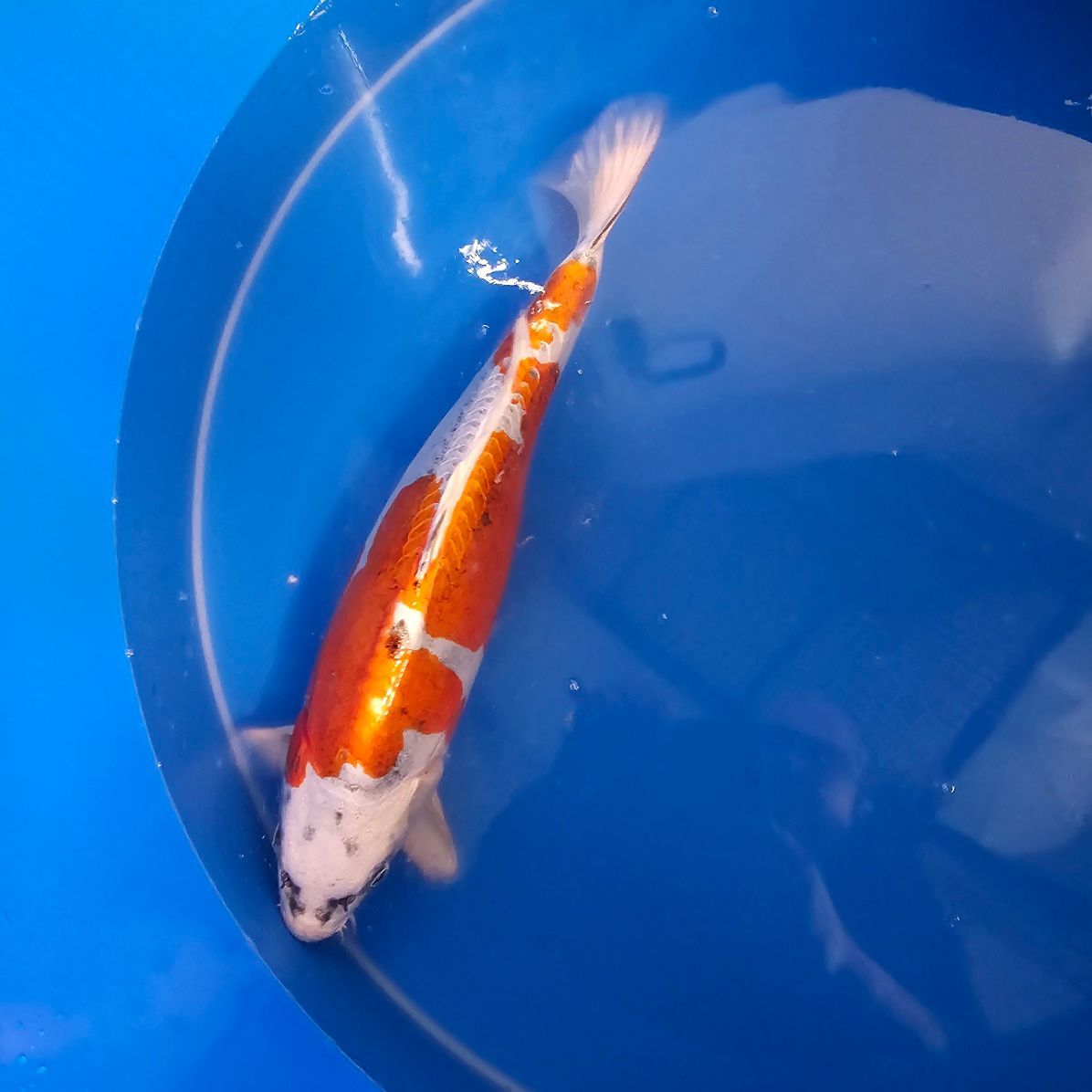 Doitsu Kujaku Nisai Yagenji 52 cm (202512037) Doitsu Kujaku Nisai Yagenji 52 cm (202512037)