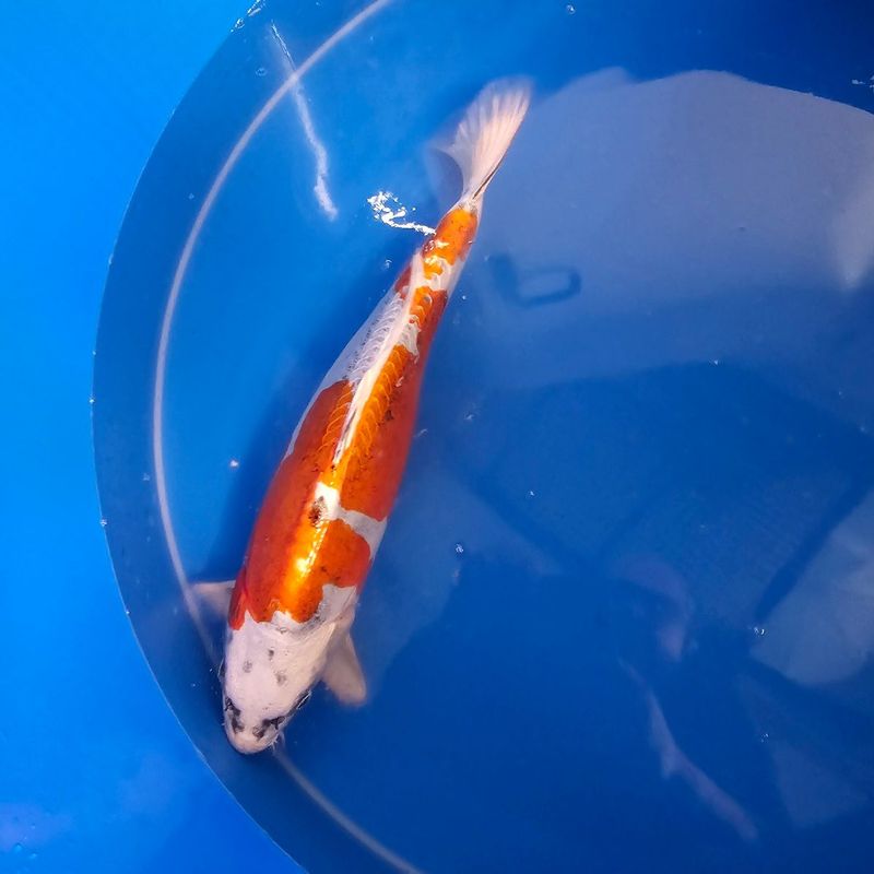 Doitsu Kujaku  Nisai Yagenji 52 cm (202512037)