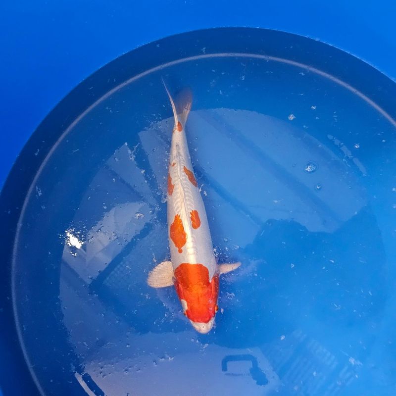 Kikusui  Nisai Yagenji 46 cm (202512039)