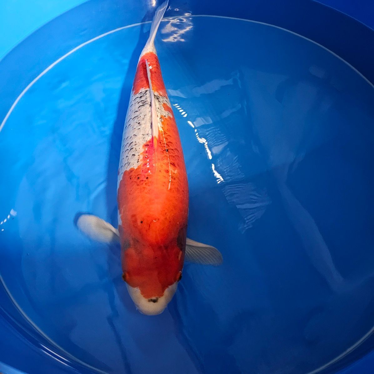 Goshiki Rokusai Yagenji 79 cm Female (202512040) Goshiki Rokusai Yagenji 79 cm Female (202512040)