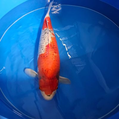 Goshiki Rokusai Yagenji 79 cm Female (202512040)