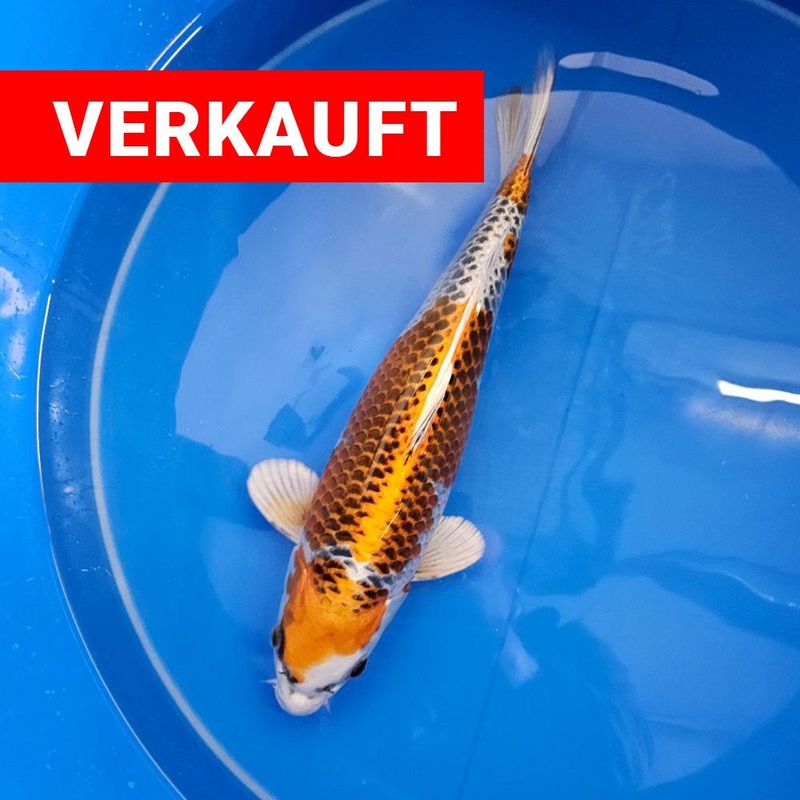 VHQ Kujaku von der Saito Koifarm Nisai 41 cm (202511009) VHQ Kujaku von der Saito Koifarm Nisai 41 cm (202511009)
