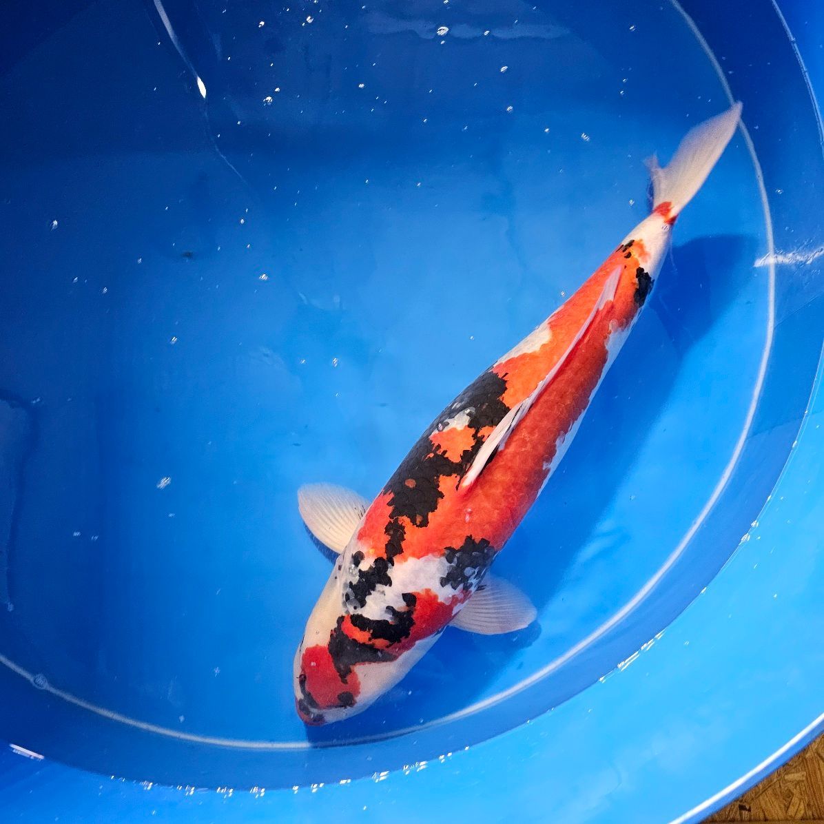 Maruten Showa Female High Quality von Marusai 70 cm Female (202512042)