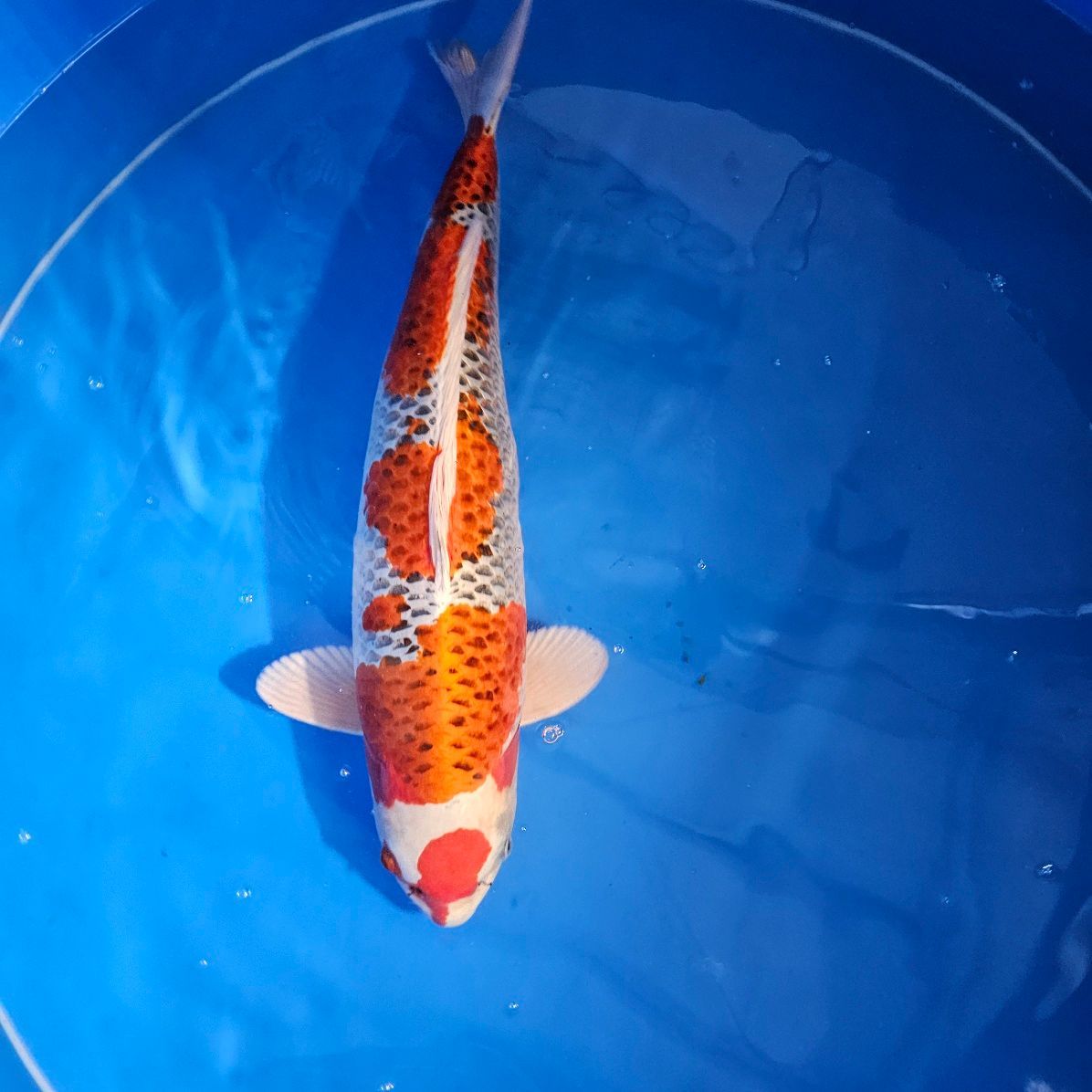 HQ Kujaku Female High von Marusai 64 cm Female (202512043)