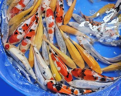 Japan-Koi