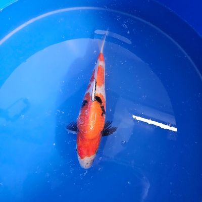 HQ Showa Nisai 31 cm Izumiya Koifarm + Zertifikat (202511033) HQ Showa Nisai 31 cm Izumiya Koifarm + Zertifikat (202511033)