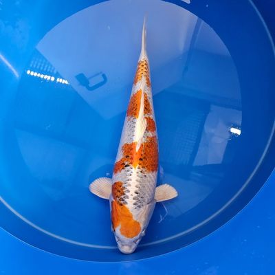 Kujaku Nisai 53 cm von Yagenji(202512035) Kujaku Nisai 53 cm von Yagenji(202512035)