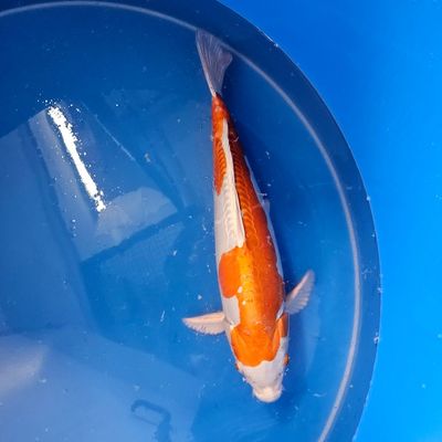 Kikusui  Nisai Yagenji 48 cm (202512038)