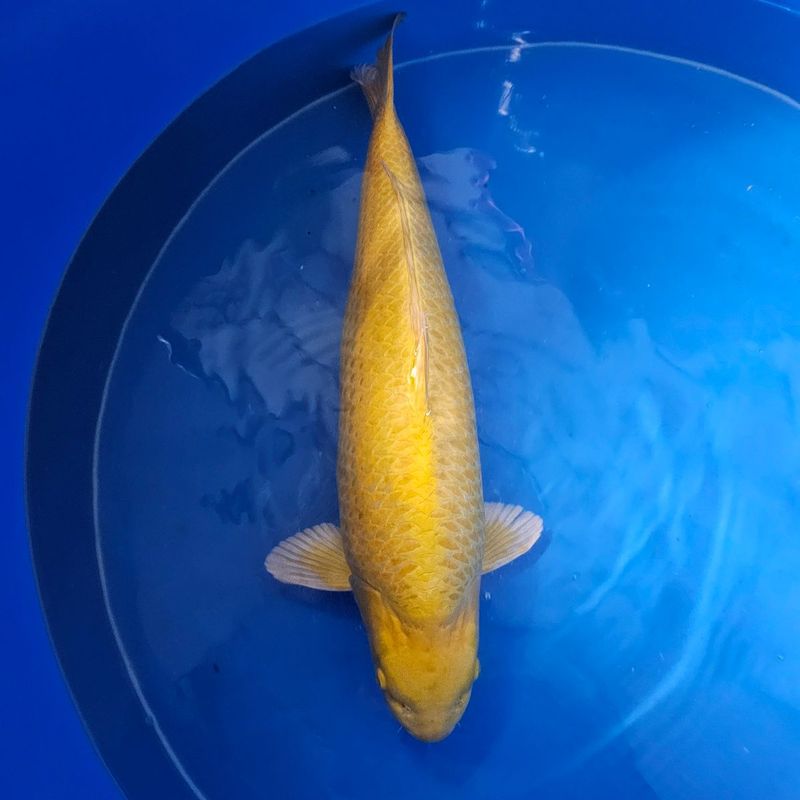 Yamabuki High Quality von Marusai 76 cm Female (202512041) Yamabuki High Quality von Marusai 76 cm Female (202512041)