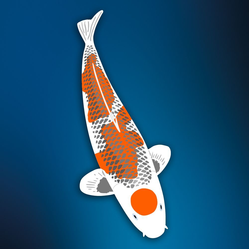 Deko Koi Kujaku ca. 95 cm