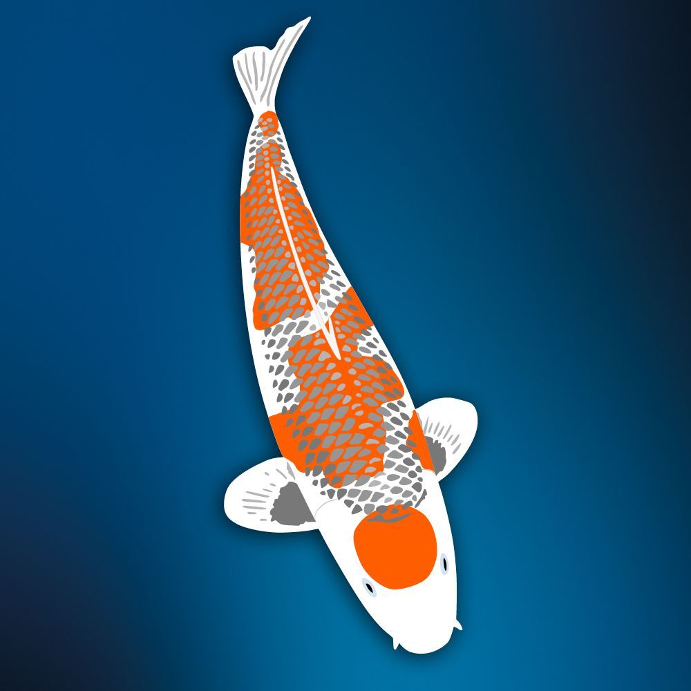 Deko Koi Kujaku ca. 95 cm