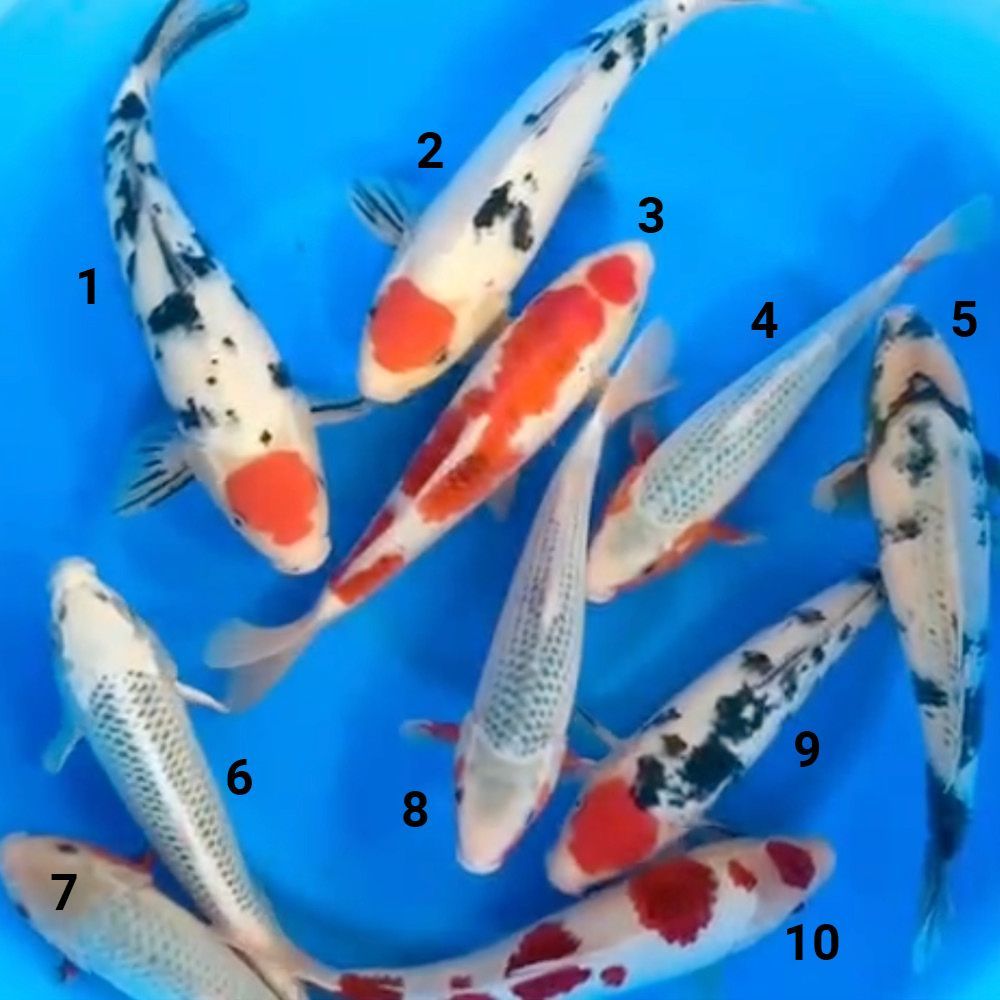 HQ Jumbo Tosai Mix Züchter Hosokai 30-38cm Bowl 1