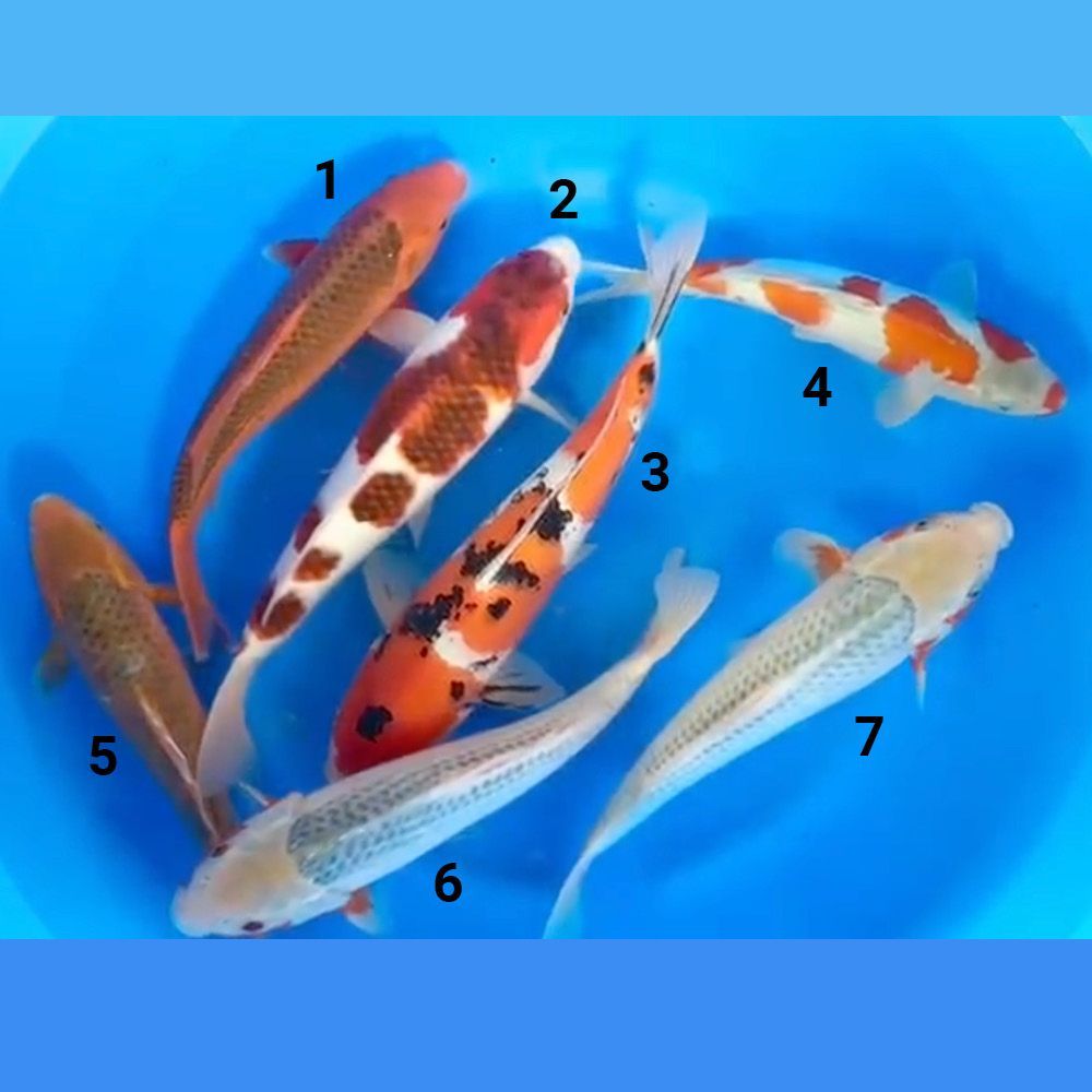 HQ Jumbo Tosai Mix Züchter Hosokai 30-38cm Bowl 2 HQ Jumbo Tosai Mix Züchter Hosokai 30-38cm Bowl 2