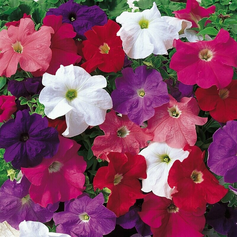 Petunia sublima kleuren mix Petunia sublima kleuren mix