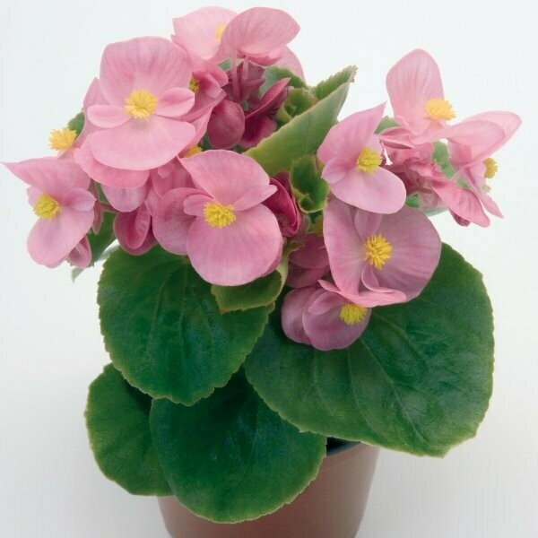 Waterbegonia roze