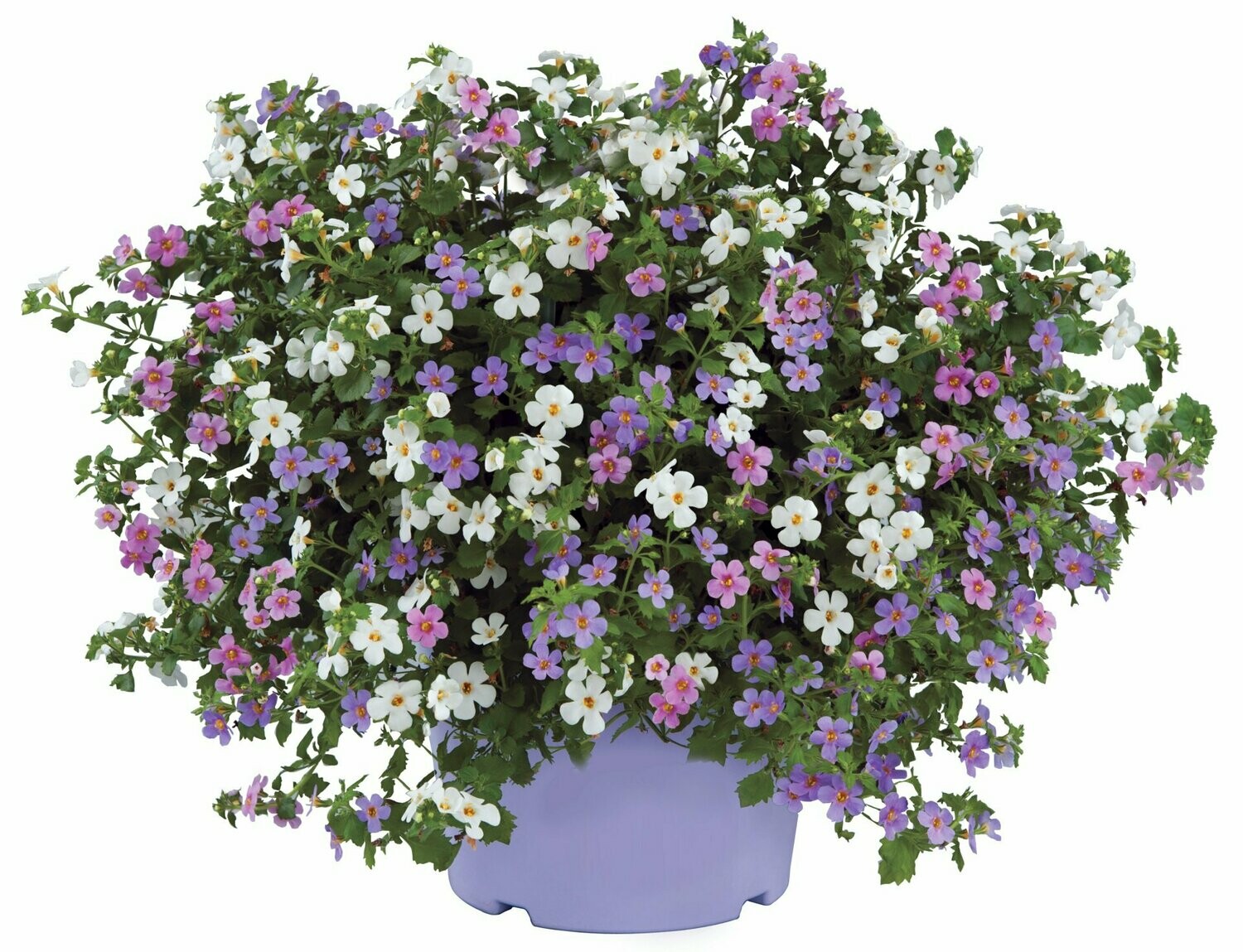Bacopa 'Gulliver's Travels' mix 3 in 1 Bacopa 'Gulliver's Travels' mix 3 in 1