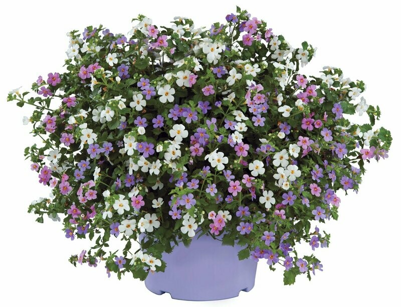 Bacopa 'Gulliver's Travels' mix 3 in 1