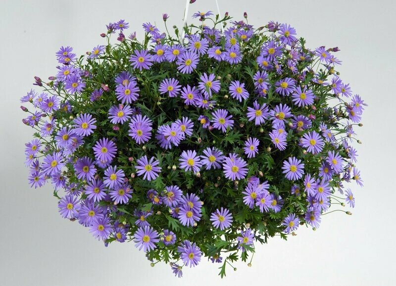 Brachycome (violet - blauw)