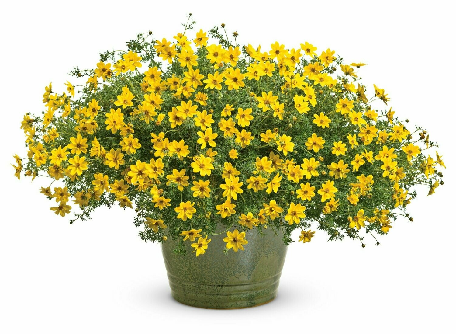 Bidens 'Flair'(geel) Bidens 'Flair'(geel)