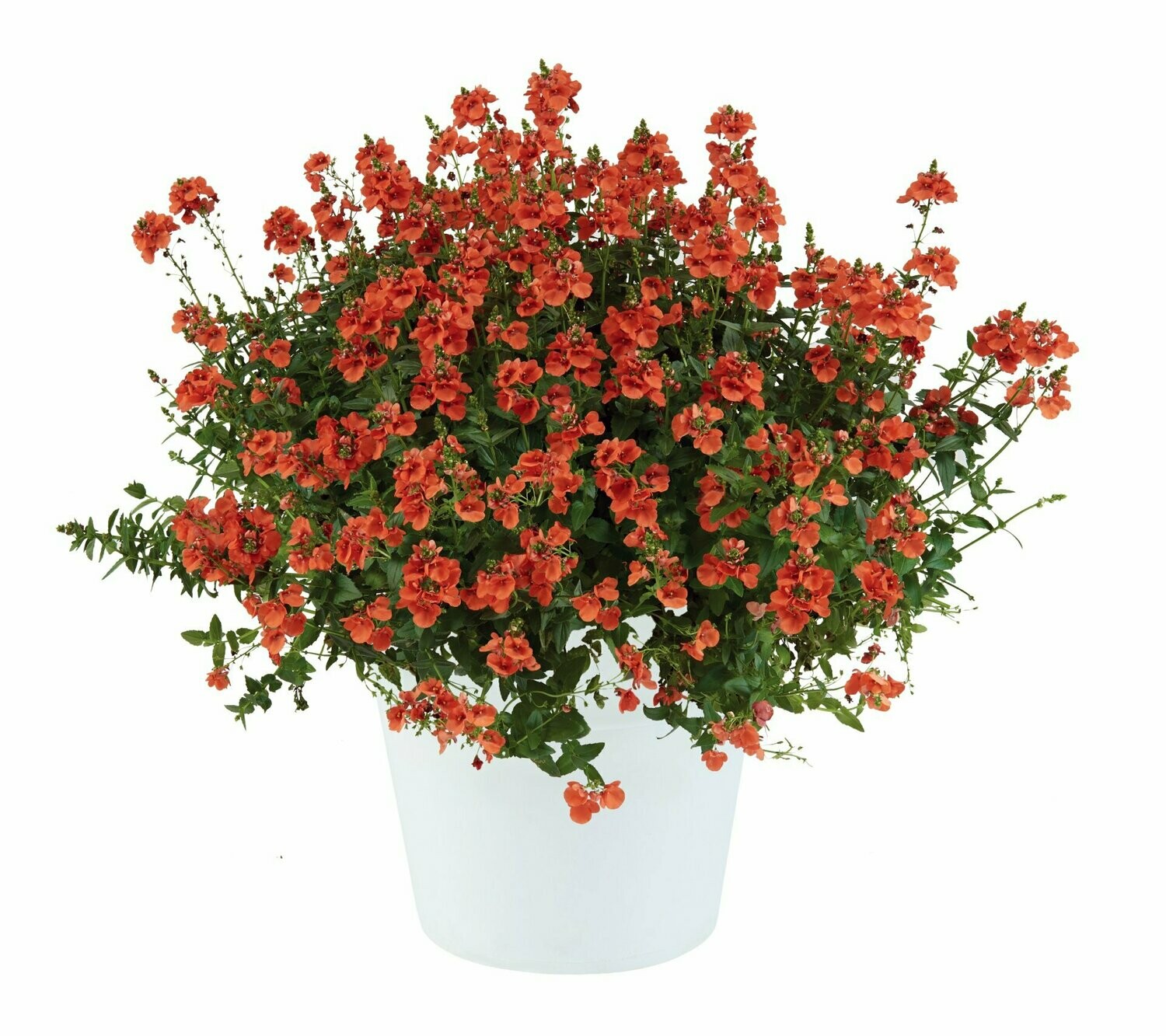 Diascia 'Trinity Sunset'