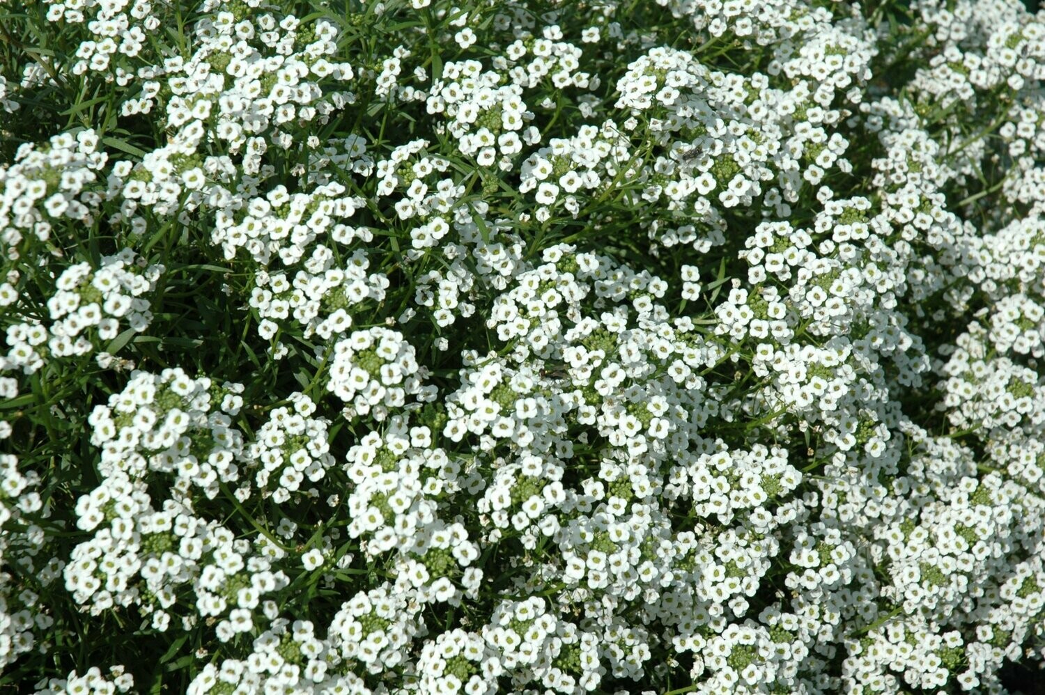 Lobularia 'Snow Princess' (sneeuwtapijt)