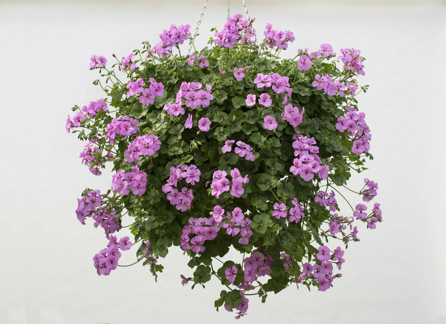 Pelargonium peltatum 'Happy Face Lilac'(hanggeranium)