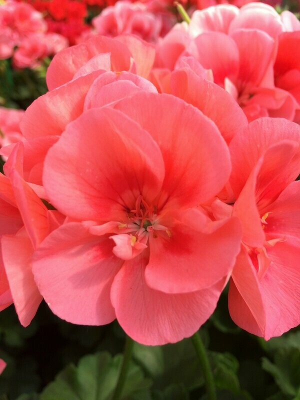 Pelargonium two in one 'Peach'