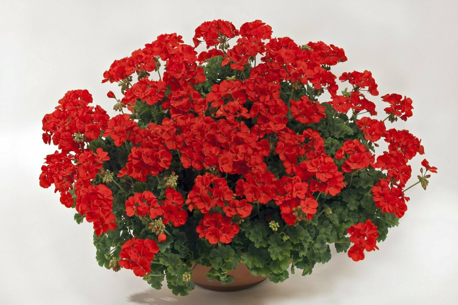 Pelargonium two in one 'Scarlet'