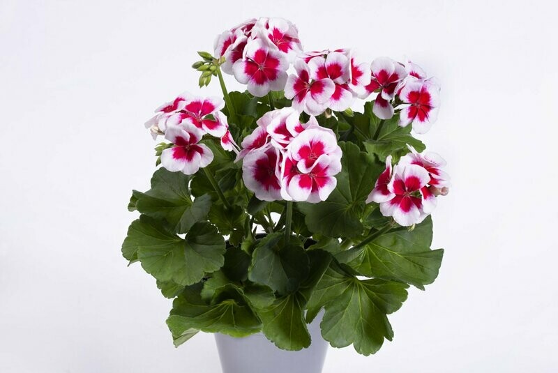 Pelargonium two in one 'White Splash'