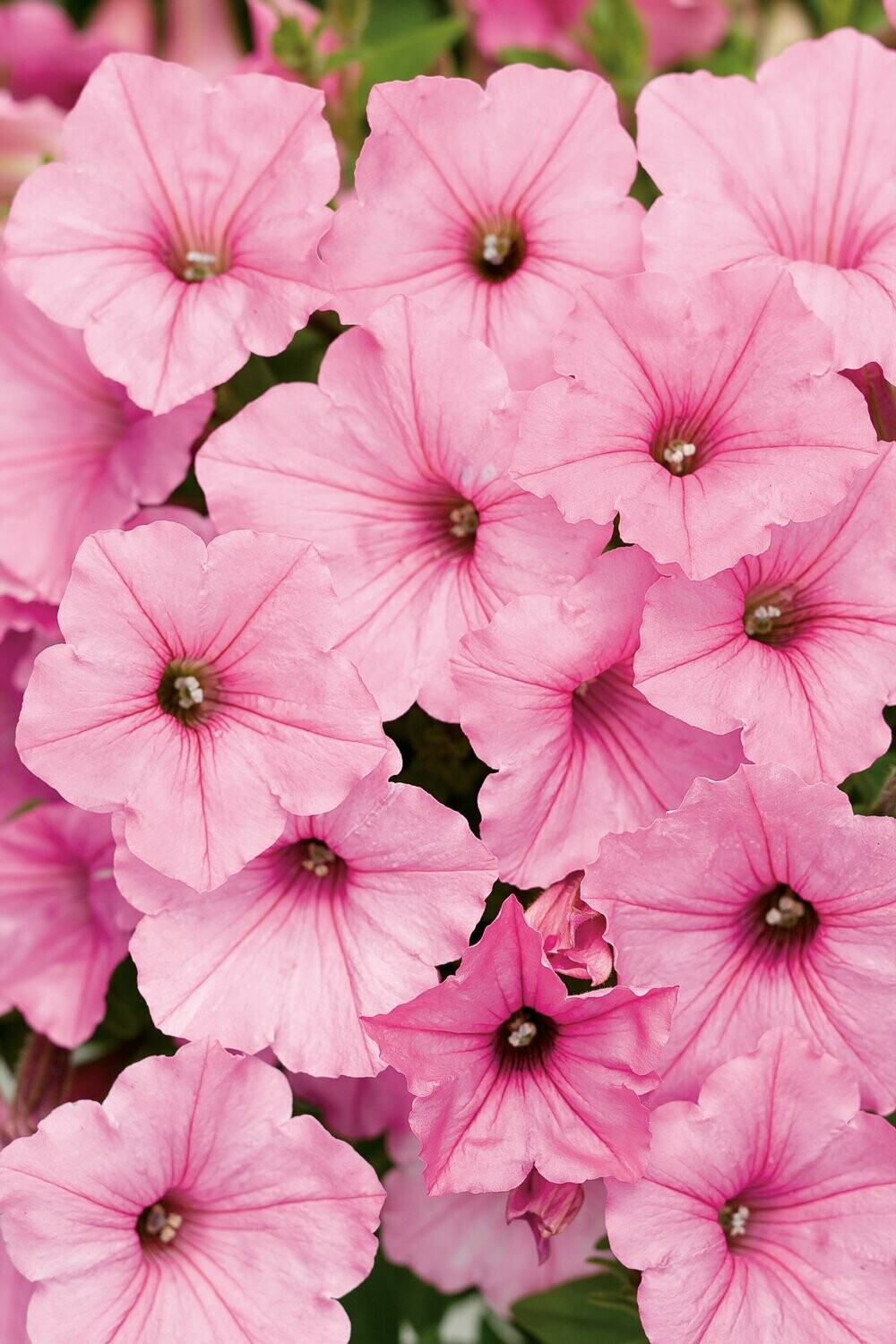 Petunia supertunia 'Vista Bubblegum' roze