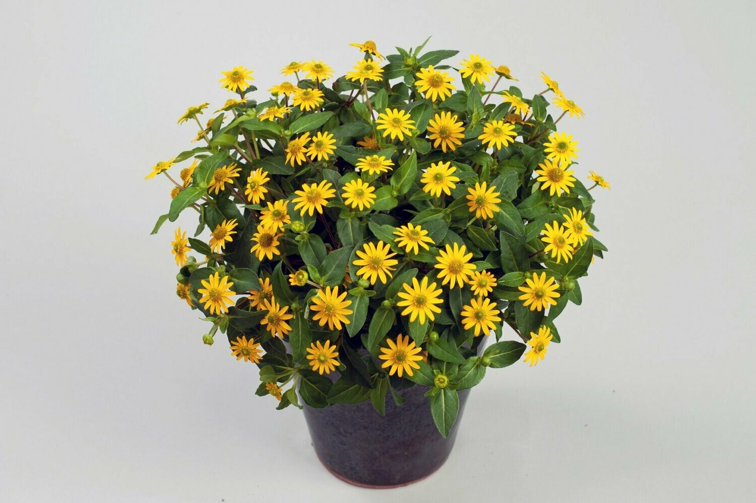 Sanvitalia 'Talya Great Yellow'