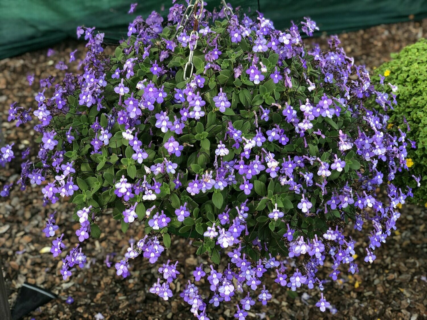 Streptocarpus saxorum