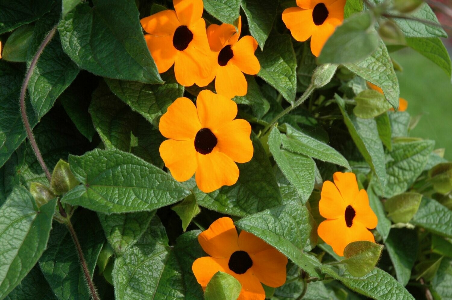 Thunbergia 'Sunny susy Red Orange' (Suzanne-met-de-mooie-ogen) oranje