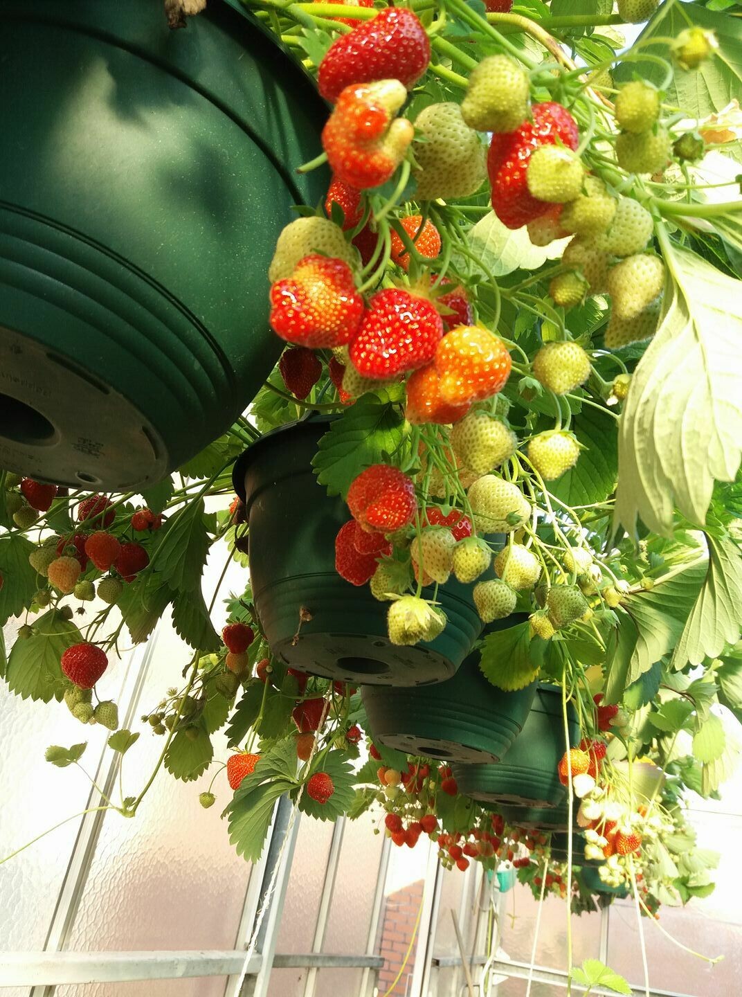 Hangpot aardbei  (rijp in juni)