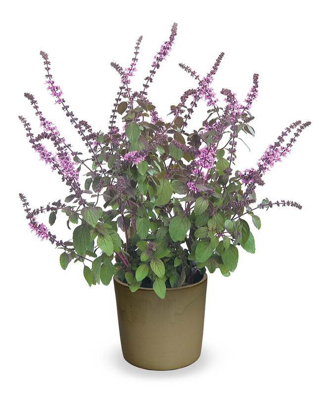 Basilicum 'Magic Blue' Basilicum 'Magic Blue'