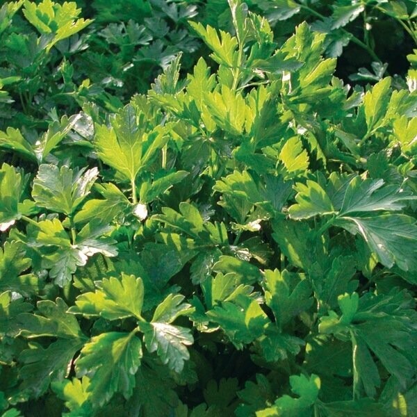 Italiaanse Peterselie (platte peterselie) Italiaanse Peterselie (platte peterselie)