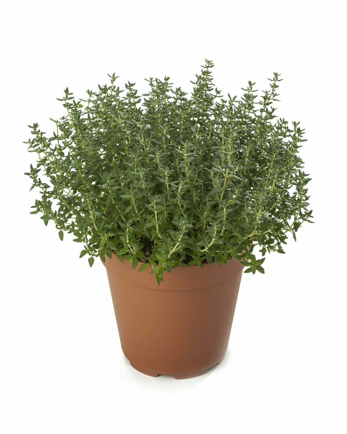 Gewone tijm  (Thymus vulgaris compact)