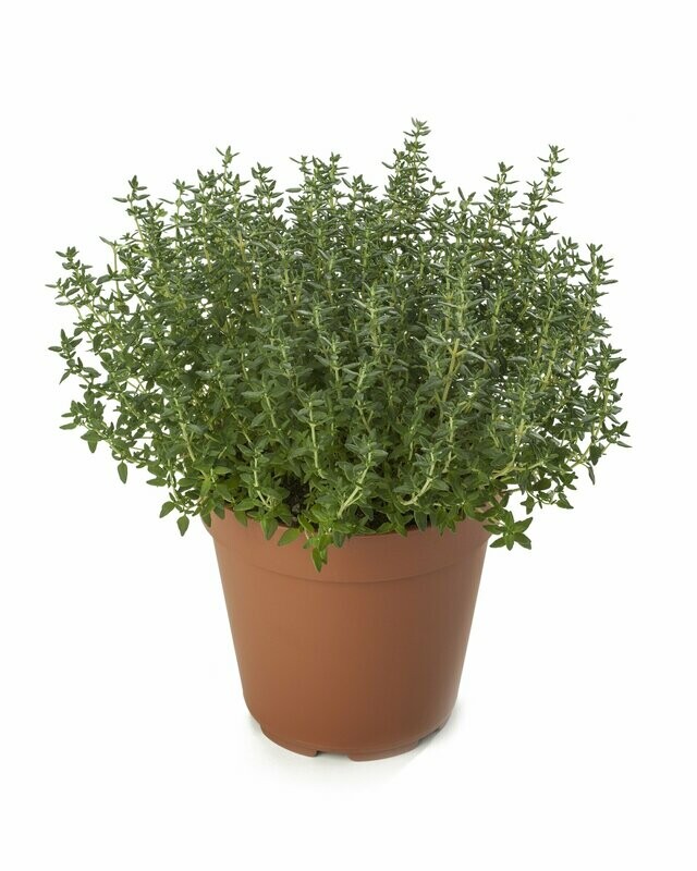 Gewone tijm (Thymus vulgaris compact) Gewone tijm (Thymus vulgaris compact)