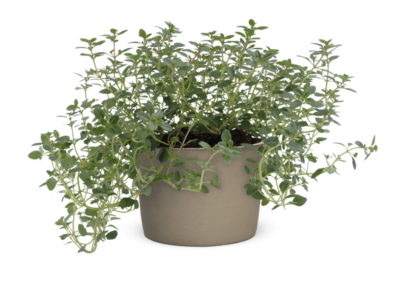 Citroentijm   (Thymus citriodorus Lemon)